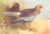 BRITISH BIRDS. Marsh-Harrier. THORBURN 1925 old vintage print picture