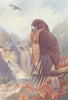 BRITISH BIRDS. Common Buzzard. THORBURN 1925 old vintage print picture