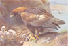 BRITISH BIRDS. Rough-Legged Buzzard. THORBURN 1925 old vintage print picture