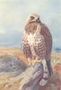 BRITISH BIRDS. Golden Eagle. THORBURN 1925 vintage print picture