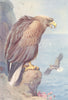 BRITISH BIRDS. White-Tailed Eagle. THORBURN 1925 old vintage print picture