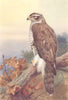 BRITISH BIRDS. Goshawk. THORBURN 1925 old vintage print picture