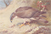 BRITISH BIRDS. Honey Buzzard. THORBURN 1925 old vintage print picture