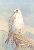 BRITISH BIRDS. Greenland Falcon. THORBURN 1925 old vintage print picture