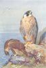 BRITISH BIRDS. Peregrine Falcon. THORBURN 1925 old vintage print picture