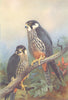BRITISH BIRDS. Hobby (male and female) . THORBURN 1925 old vintage print