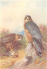BRITISH BIRDS. Merlin. THORBURN 1925 old vintage print picture