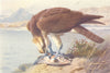 BRITISH BIRDS. Osprey. THORBURN 1925 old vintage print picture