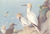 BRITISH BIRDS. Gannet (adult and immature) . THORBURN 1925 old vintage print