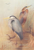 BRITISH BIRDS. Common Heron; Purple Heron. THORBURN 1925 old vintage print