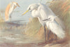 BRITISH BIRDS. Buff-Backed Heron; Great White Heron; Egret. THORBURN 1925