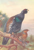 BRITISH BIRDS. Capercaillie (male and female) . THORBURN 1926 old print