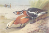 BRITISH BIRDS. Bean-Goose; Pink-Footed Goose. THORBURN 1926 old vintage print