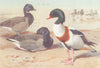 BRITISH BIRDS. Brent Goose; Common Sheld-Duck. THORBURN 1926 old vintage print
