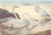 BRITISH BIRDS. Bewick's Swan; Snow-Goose. THORBURN 1926 old vintage print