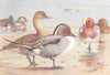 BRITISH BIRDS. American Wigeon; Pintail; Wigeon. THORBURN 1926 old print