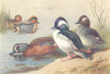 BRITISH BIRDS.American Green-Winged Teal;Blue-;Buffel-Headed Duck.THORBURN 1926