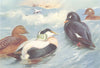 BRITISH BIRDS. Eider Duck; Velvet-Scoter. THORBURN 1926 old vintage print