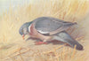 BRITISH BIRDS. Wood-Pigeon. THORBURN 1926 old vintage print picture