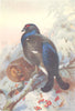 BRITISH BIRDS. Black Grouse (male and female) . THORBURN 1926 old print