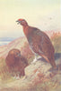 BRITISH BIRDS. Red Grouse (male and female) . THORBURN 1926 old vintage print