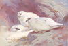 BRITISH BIRDS. Ptarmigan (male and female-autumn) . THORBURN 1926 old print
