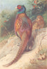 BRITISH BIRDS. Pheasant (male and female) . THORBURN 1926 old vintage print