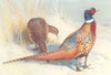 BRITISH BIRDS. Chinese Ring-Necked Pheasant. THORBURN 1926 old vintage print