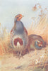 BRITISH BIRDS. Common Partridge (male and female) . THORBURN 1926 old print