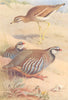 BRITISH BIRDS. Stone-Curlew; Red-Legged Partridge. THORBURN 1926 old print