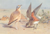 BRITISH BIRDS. Cream-Coloured Courser; Pratincole. THORBURN 1926 old print