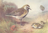 BRITISH BIRDS. Golden Plover (summer) . THORBURN 1926 vintage print