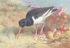 BRITISH BIRDS. Oyster-Catcher. THORBURN 1926 old vintage print picture