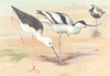 BRITISH BIRDS. Black-Winged Stilt; Avocet; Grey Plover. THORBURN 1926 print
