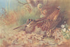 BRITISH BIRDS. Woodcock. THORBURN 1926 old vintage print picture