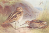 BRITISH BIRDS. Common Snipe; Jack Snipe. THORBURN 1926 old vintage print