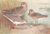 BRITISH BIRDS. American Pectoral Sandpiper Terek; Broad-Billed. THORBURN 1926