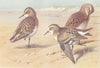 BRITISH BIRDS. Baird's Sandpiper; Bonaparte's Sandpiper Stint. THORBURN 1926