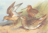 BRITISH BIRDS. Buff-Breasted Sandpiper; Red-Snipe Bartram's. THORBURN 1926