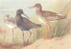 BRITISH BIRDS. Spotted Redshank and; Common Redshank. THORBURN 1926 old print