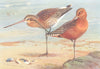 BRITISH BIRDS. Black-Tailed Godwit (summer) ; Bar- THORBURN 1926 old print