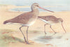 BRITISH BIRDS. Black-Tailed Godwit (winter) ; Bar- THORBURN 1926 old print