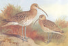 BRITISH BIRDS. Common Curlew; Whimbrel. THORBURN 1926 old vintage print