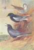 BRITISH BIRDS. White-Winged Black Tern and young; Black Tern. THORBURN 1926