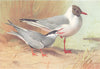 BRITISH BIRDS. Whiskered Tern; Black-Headed Gull (summer) . THORBURN 1926