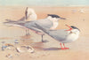 BRITISH BIRDS. Sandwich Tern (adult and young) ; Common Tern. THORBURN 1926