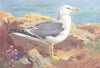 BRITISH BIRDS. Lesser Black-Backed Gull. THORBURN 1926 old vintage print