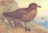 BRITISH BIRDS. Great Skua. THORBURN 1926 old vintage print picture