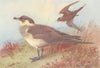 BRITISH BIRDS. Arctic or Richardson's Skua. THORBURN 1926 old vintage print
