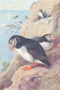 BRITISH BIRDS. Puffin. THORBURN 1926 old vintage print picture